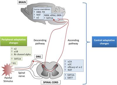 Monoamines as Drug Targets in Chronic Pain: Focusing on Neuropathic Pain